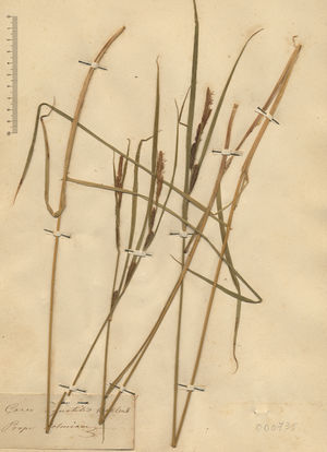 Carex aquatilis herbarium (01).jpg