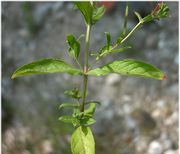 Epilobium hirsutum L.