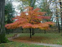 Acer japonicum Thunb. – Photo: Andrea Moro 2005, Dryades TSB31316.jpg