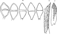 Gymnosporangium Sabinae (Dicks.) Wint. Abb1003 (Gäumann 1959, Rostpilze Mitteleuropas).png