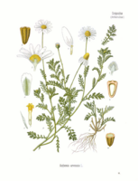 ANTHEMIS arvensis Köhler.png