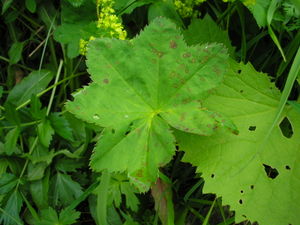 Alchemilla acutiloba leaf (08).jpg