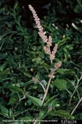 Amaranthus deflexus IPM5374126.jpg