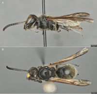 Ancistrocerus (10.3897-zookeys.718.21096) Figure 5.jpg