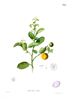 Citrus madurensis Blanco1.185.png