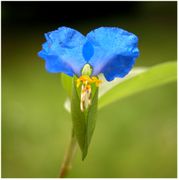 Commelina communis L.