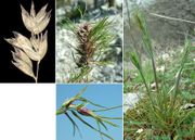 Morphological summary of Poa bulbosa L.