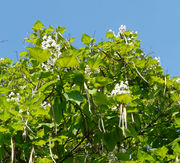 Catalpa speciosa (Warder) Warder ex Engelm.