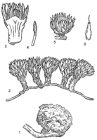 Linedrawing Thonningia sanguinea.gif