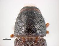 Scolytus rugulosus PaDIL1.jpg