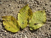 Pflanzengalle Aceria ulmicola auf Ulmus glabra (Blattoberseite)