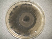 Alternaria plate.png