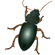 Carabidae.svg