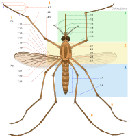 Culex pipiens diagram num.svg