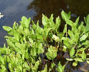 Habit of Menyanthes trifoliata L. (photo Andrea Moro 2015)