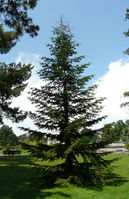 Abies numidica de Lannoy ex Carrière – Photo: Andrea Moro 2008, Dryades TSB56579.jpg