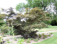 Acer palmatum Thunb. – Photo: Andrea Moro 2008, Dryades TSB58160.jpg