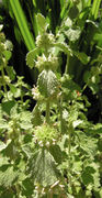 Habit of Marrubium vulgare L. (photo Andrea Moro 2009)