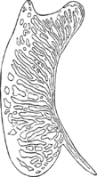 Gymnosporangium tremelloides (A. Br.) Hart. Abb1009b (Gäumann 1959, Rostpilze Mitteleuropas).png