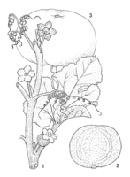 Linedrawing Praecitrullus fistulosis.gif