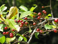 Malus baccata var hymalaica1.jpg