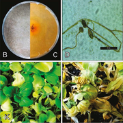 Rhizopus arrhizus PhytopathMediterranea 2019.png