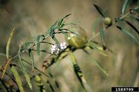 Asclepias fruticosa IPM1589799.jpg