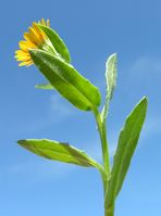 Calendula arvensis leaf (03).jpg