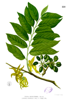 Cananga odorata Blanco1.221.png