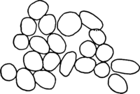 Coleosporium senecionis (Pers.) Fr. Abb0092-3 (Gäumann 1959, Rostpilze Mitteleuropas).png
