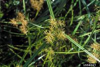 Cyperus esculentus IPM1558067.jpg