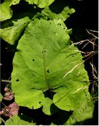 Arctium minus