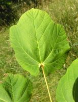 Acer opalus subsp. obtusatum (Waldst. & Kit. ex Willd.) Gams – Photo: Andrea Moro 2007, Dryades TSB45607.jpg