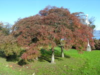 Acer palmatum Thunb. – Photo: Andrea Moro 2006, Dryades TSB59874.jpg