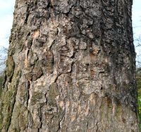 Abies homolepis Siebold & Zucc. – Photo: Andrea Moro 2009, Dryades TSB63560.jpg