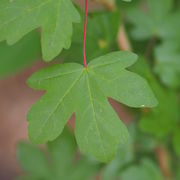 Acer campestre7.JPG