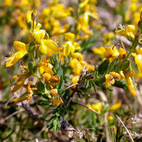 BEQ PD Genista anglica.jpg