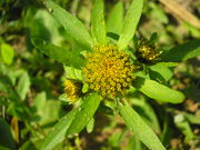 Bidens radiata JuliaKruse 2.jpg