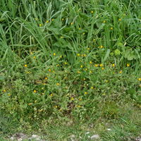 Calendula arvensis plant (15).jpg