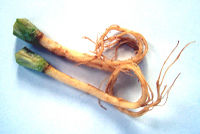 Coriander roots.JPG