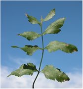 Leaf of Pastinaca sativa L. subsp. sativa (photo Andrea Moro 2005)