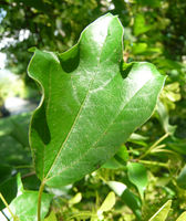 Acer buergerianum subsp. formosanum (Hayata) Murray & Lauener – Photo: Andrea Moro 2008, Dryades TSB56687.jpg