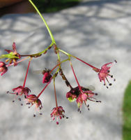 Acer palmatum Thunb. – Photo: Andrea Moro 2009, Dryades TSB64047.jpg