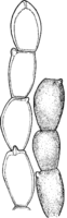 Kuehneola albida (Kuehn) Magn. Abb0171 (Gäumann 1959, Rostpilze Mitteleuropas).png