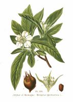 109 Mespilus germanica L.jpg