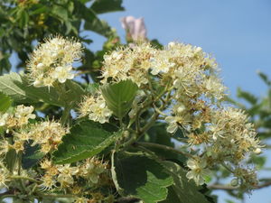 20140430Sorbus intermedia02.jpg