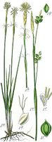 Carex alba.jpg