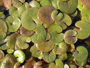 Hydrocharis morsus-ranae L.