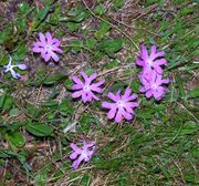 Primula minima L.