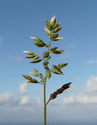 Poa bulbosa L. subsp. bulbosa – Inflorescense